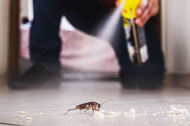 Best Local Pest Control Services  in Morrow, OH